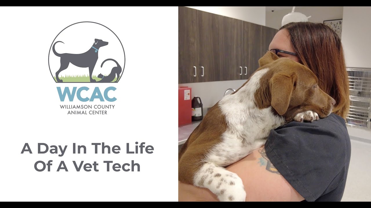 Williamson County Animal Center A Day In The Life Of A Vet Tech YouTube