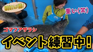 膝にゴマフアザラシを乗せてみた！