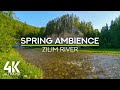 Relaxing Sounds of Flowing River &amp; Bird Songs for Stress Relief - 4K Spring Day by Zilim River