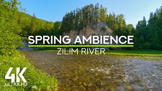Relaxing Sounds of Flowing River & Bird Songs for Stress Relief - 4K Spring Day by Zilim River