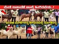 ಅಬ್ಬಾ ಧೈತ್ಯಾಕಾರ ಹಿಡಿಯಕ್ಕೆ 4 ಜನ ಬೇಕು | Modern goat sheep farming in Bangalore Karnataka meke sakanike