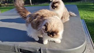 Ragdoll cats loving evening sun, little branches and huuman company