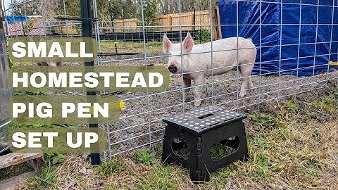 How to Set Up a Homestead Pig Pen for Cheap