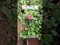 சிவப்பு நிறம் டிசம்பர் பூக்கள் #december #red #flowers #garden #plants #new #trending #video #shorts
