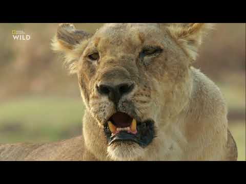 Видео: Африканские охотники 3 сезон 2 серия - Гордость и предубеждение