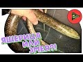 ЖЕЛТОПУЗИК - ЯЩЕРИЦА ИЛИ ЗМЕЯ? Pseudopus apodus или глухарь.