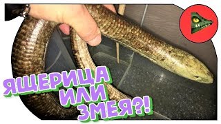 ЖЕЛТОПУЗИК - ЯЩЕРИЦА ИЛИ ЗМЕЯ? Pseudopus apodus или глухарь. ЖЕЛТОПУЗИК - ЯЩЕРИЦА ИЛИ ЗМЕЯ? Pseudopus apodus или глухарь.
