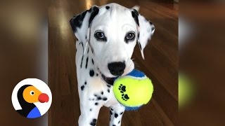 Dalmatian Puppy Sneak Attack The Dodo