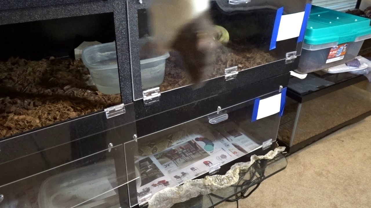 green anaconda feeding snake feeding part 1