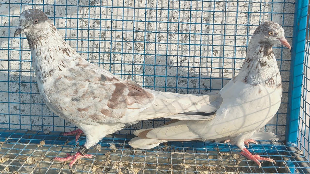 Breeder jode ka shok no.7🕊️🕊️