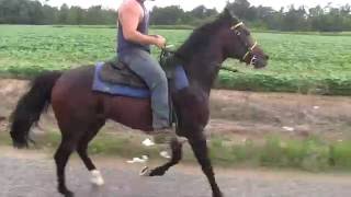 SOLD! Wiley's Rowdy Ragu FOR SALE - Jacob Parks Horsemanship