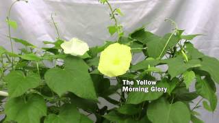 Yellow Morning GLory