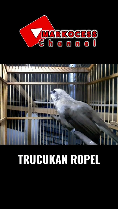 TRUCUKAN ROPEL