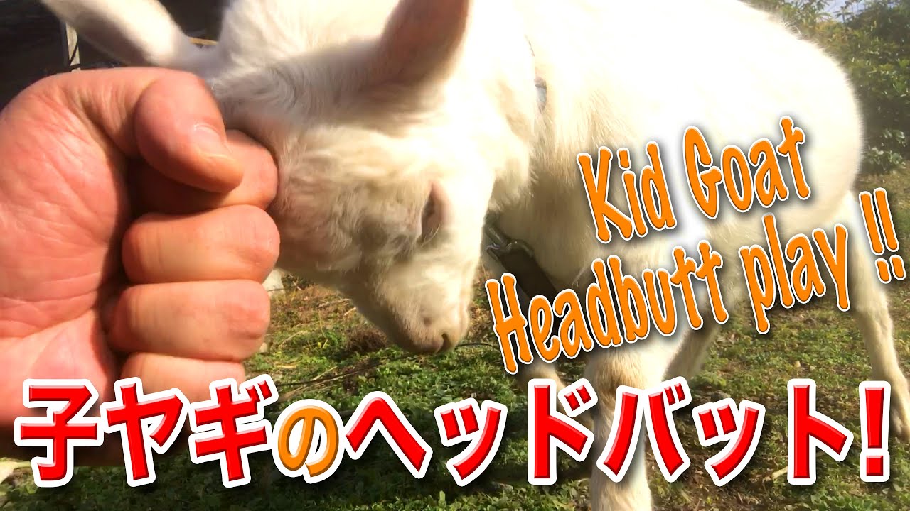 子ヤギのヘッドバット 頭突き遊び！Headbutt play of a child goat! / /4K YouTube