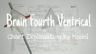 Brain Fourth Ventrical- Chart Explanation by Model (Overall) | TCML