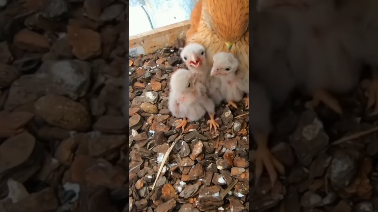  425P Review Parent And Baby Birds Life In Their Nest Bird With Beautiful Nature Birdslover