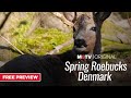 Spring roebucks in denmark  a motv preview