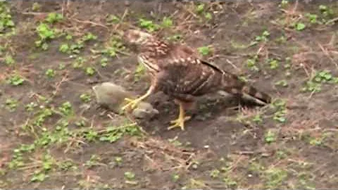 Bussard fngt Hasen, Rabe nervt Bussard