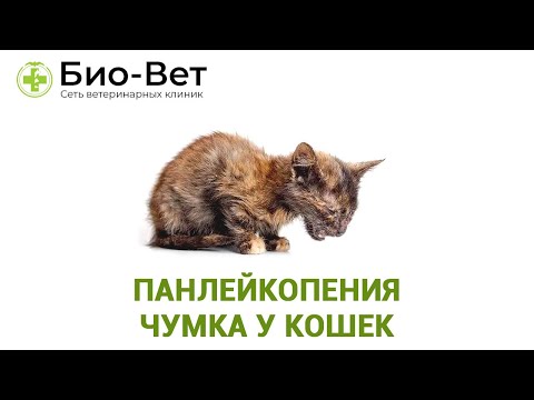 Панлейкопения у Кошек Симптомы и Лечения // Чума у Кошек  // Сеть Ветклиник БИО-ВЕТ