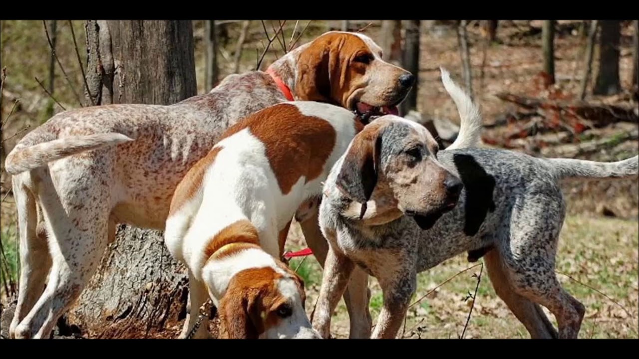 american english coonhound dogs