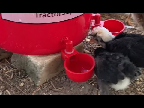 Easy DIY Automatic Chick / Chicken Waterer