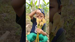 Ternyata Bunga Petai Bisa Dimakan Dan Rasanya Enak Banget