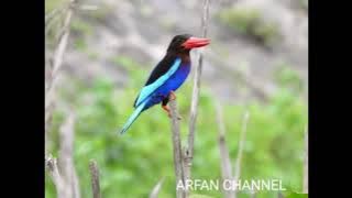 PIKAT RAJA UDANG (MASTERAN BURUNG)