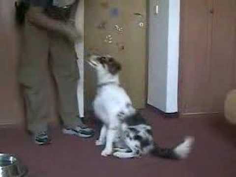 Dog Clicker Training - Teaching the Sit CUe