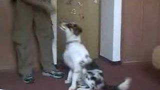 Dog Clicker Training - Teaching the Sit CUe