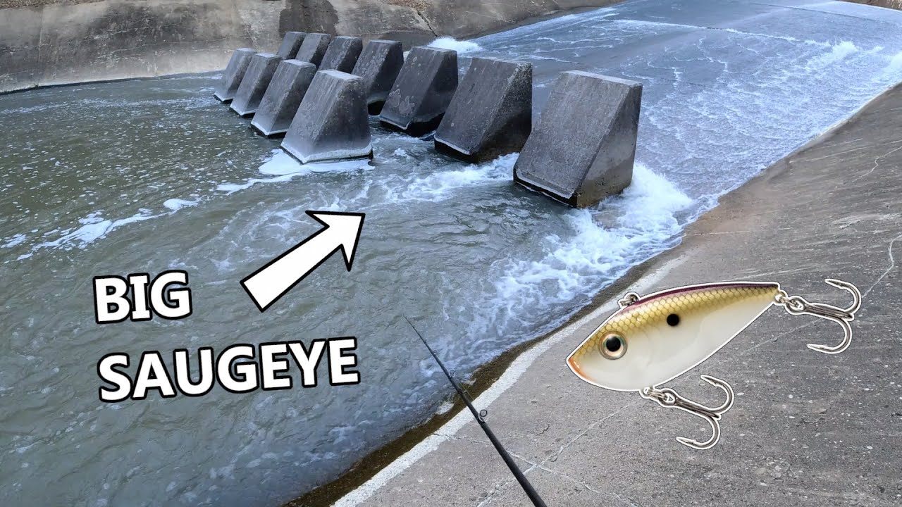 Catching BIG SAUGEYE in a Little Spillway!! 