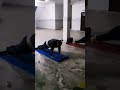 बस 1 मिनट रोज़ करें |यह अभ्यास रीढ़ को मजबूत, पेट की चर्बी कम और शरीर को लचीला बनाने में मदद करता है