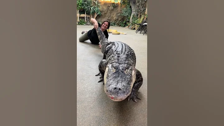 Darth Gator loves his exercise!🐊🙌🏻 #alligator - DayDayNews