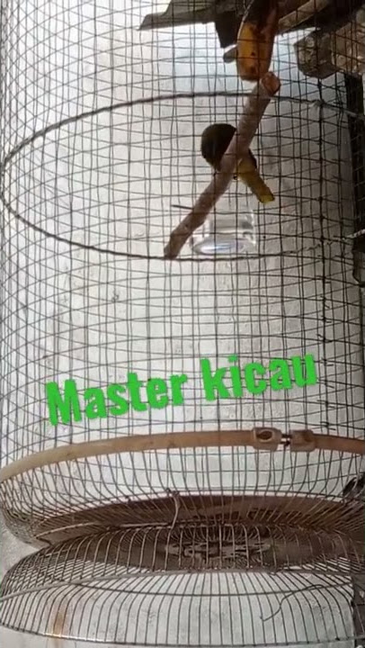 suara burung kurincang Kalimantan barat