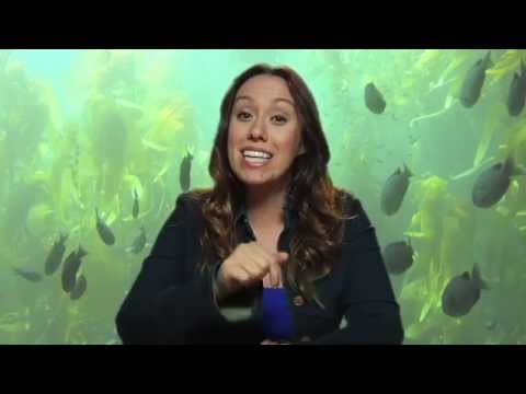 Ocean Food Chain and Food Webs- Friends with Fins