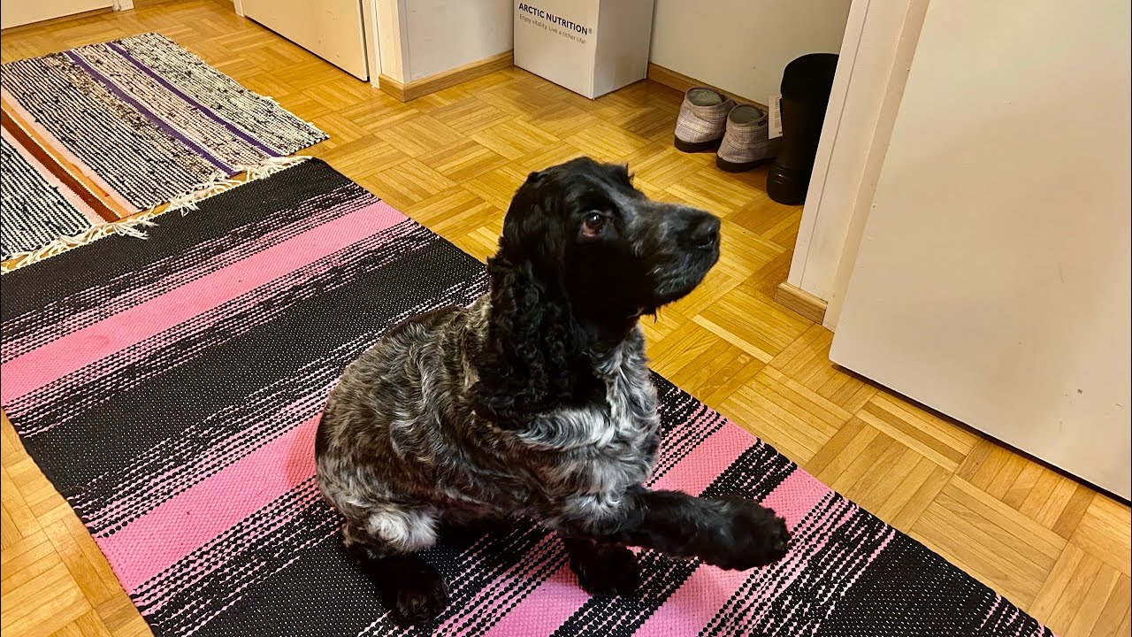 Vieraita ja ihana Jekku 🤩🐕‍🦺