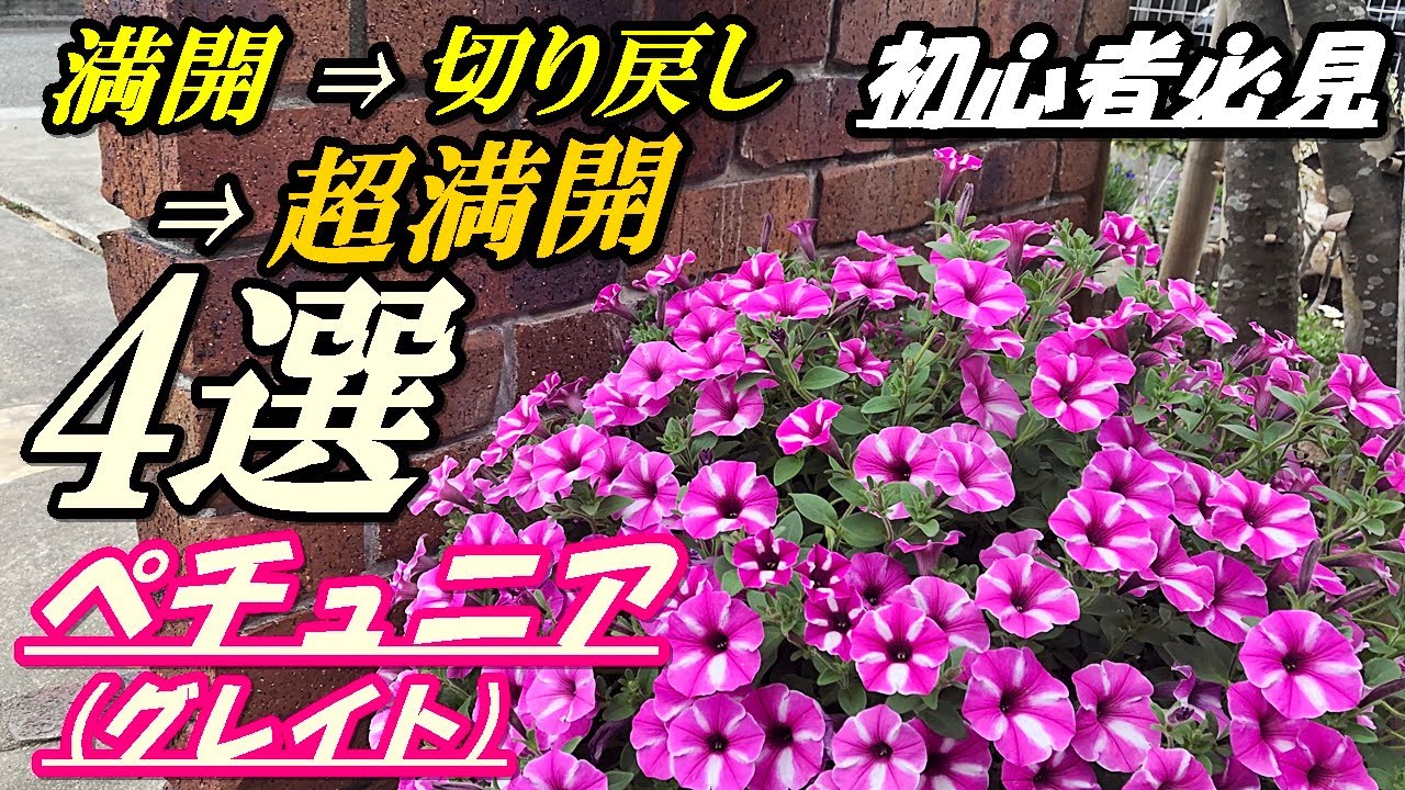 花 ペチュニア グレイト の育て方 切り戻し Youtube 花 ペチュニア グレイト の育て方 切り戻し Youtube
