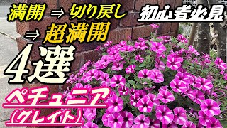 【花】ペチュニア(グレイト)の育て方・切り戻し