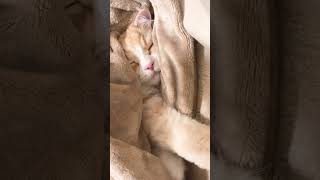 毛布と同化するのえ。【