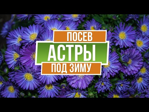 Как сеять Астры под зиму ✿ Простой способ посадки астр за 2 минуты