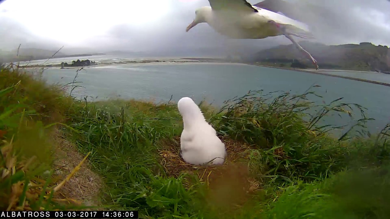 dunedin railway #RoyalCam 2017 highlights: Parent taking off