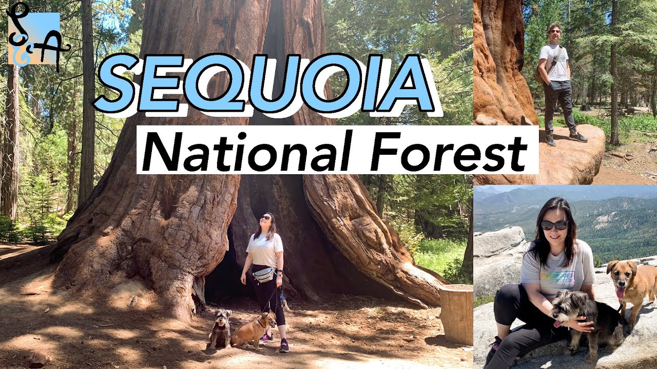 Are Dogs Allowed On Trails In Sequoia National Park?