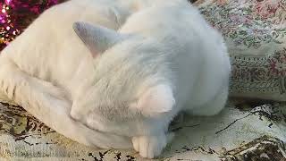 My cat Snow is sleeping by Fantastic variety of nature 98 views 1 month ago 1 minute, 5 seconds