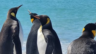 King Penguins