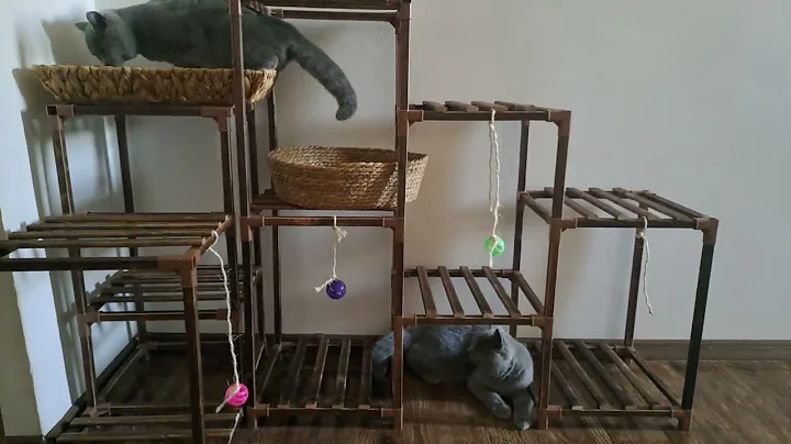 Video 6598551: british shorthair blue, pure british