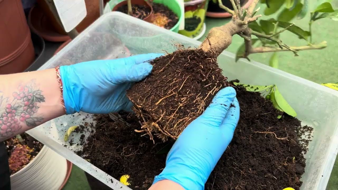 Де не треба купувати цитруси, які рослини можуть загинути через недбалість продавців