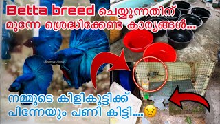 Betta breeding tips Malayalam | What all things to be noted before Betta or Fighter fish breeding