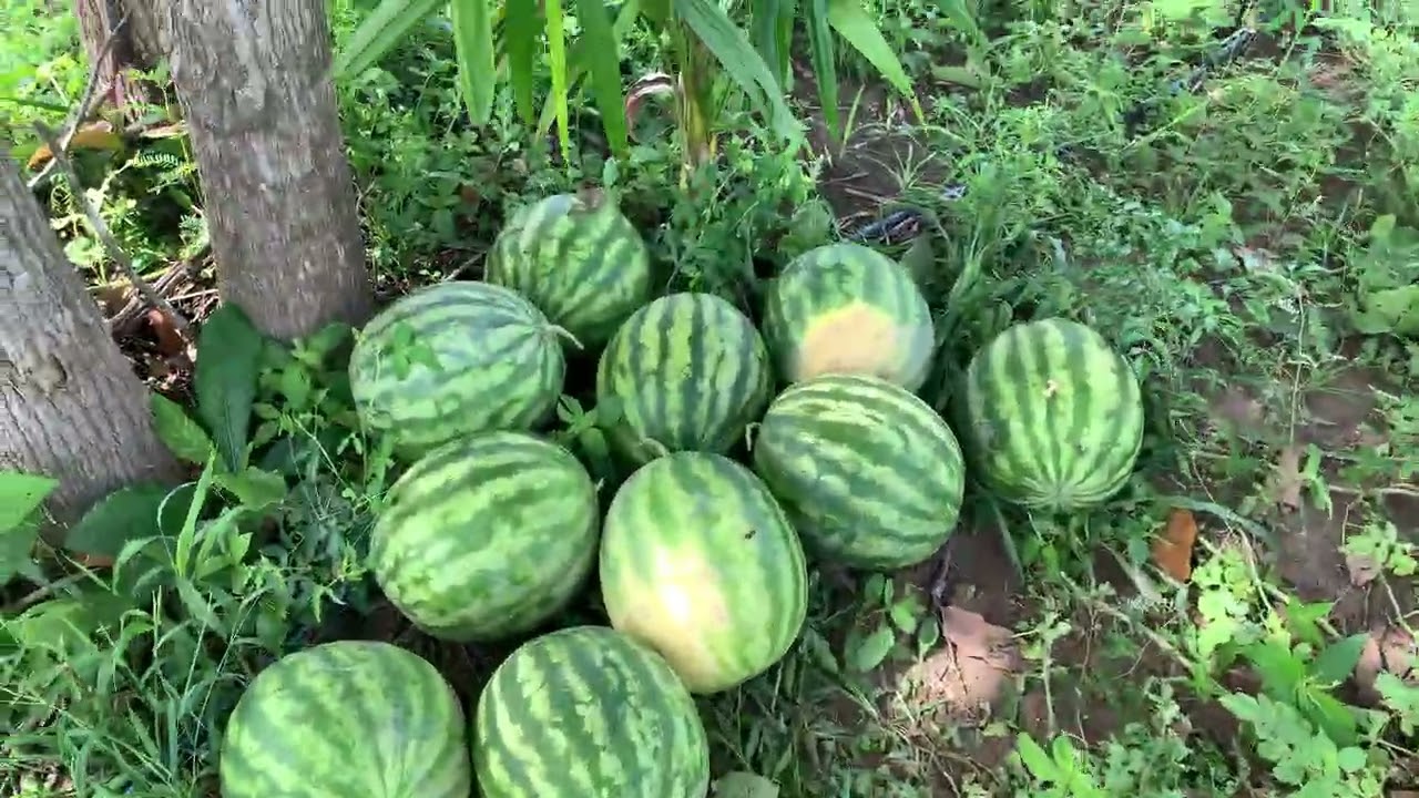 Melancia  Liverpool colheita 