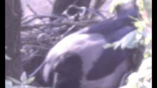 crow on nest (moscow, russia)