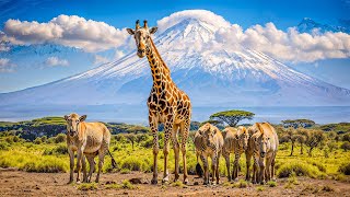 African Wildlife 🌿The Great Migration Scene - Explore wild animals with soothing relaxing music