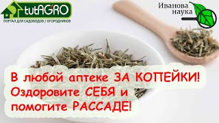 РАСТИТЕ РАССАДУ В ТОРФЕ? Этот выпуск ТОЧНО ДЛЯ ВАС! Рассада не будет падать, будет крепкой и сильной